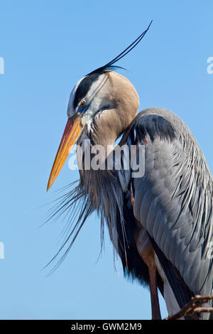 A Great Blue Heron, in a portrait full of texture and geometry, stands against a featureless blue sky with the sun at its back. Stock Photo