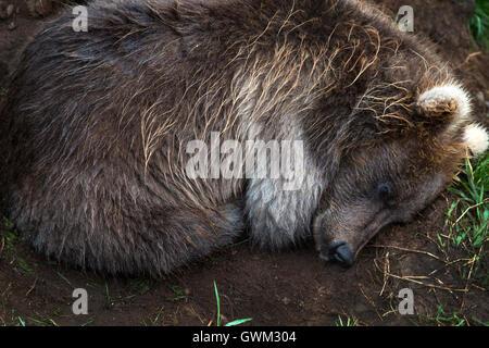 Wild Brown Bear cub sleeps curled up in a den Stock Photo