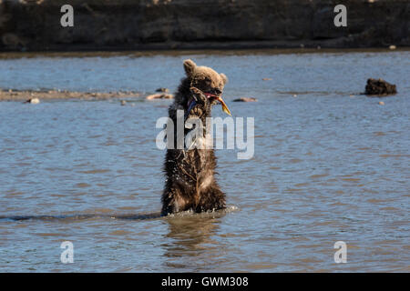A wild brown bear eats fish in natural habitat Stock Photo