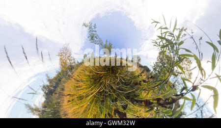 The tree in the tall green grass in the fall. Stereographic spherical panorama of Little Planet Stock Photo