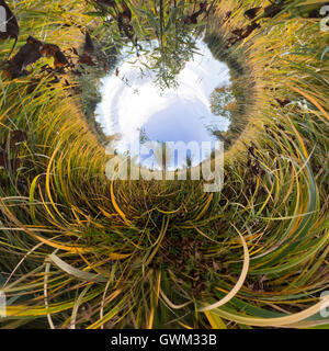 The tree in the tall green grass in the fall. Stereographic spherical panorama of Little Planet Stock Photo