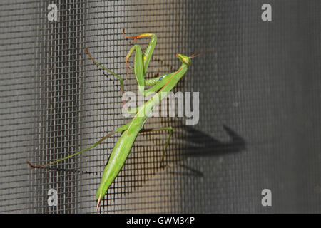 Praying mantis or mantid and its shadow close up on a mesh screen door Latin name mantis religiosa in Italy by Ruth Swan Stock Photo