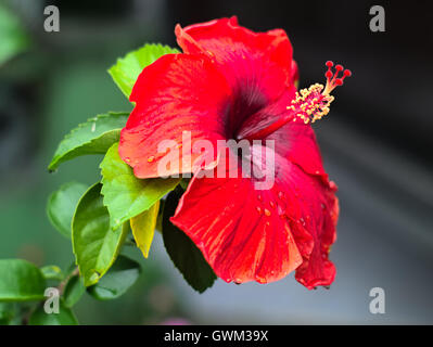 shoe flower or Hibiscus rosa-sinensis Stock Photo