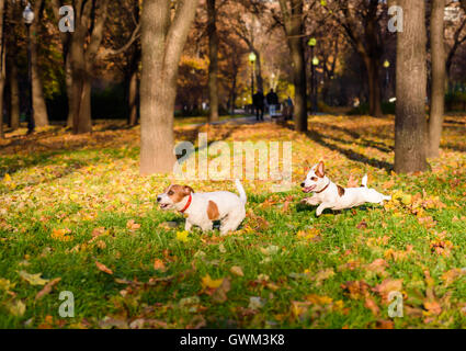 Two dogs playing funny pursuit at fall park Stock Photo