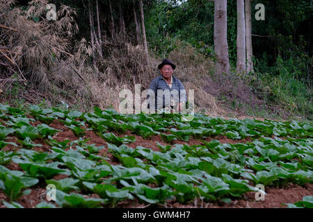 An elderly member of Hmong Tribe in the field in Mae Rim District, Chiang Mai, northern Thailand. Many Hmong people migrated from Laos to Thailand following the victory of the Pathet Lao in the late 1970s. While some ended up in refugee camps, others settled in mountainous areas becoming one of the ethnic groups referred to as Hill Tribes in Thailand Stock Photo