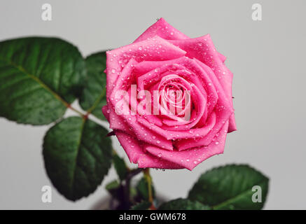 pink rose head isolated on a gray background Stock Photo