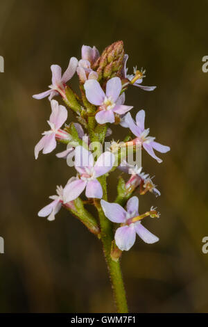 Grass Trigger Plant. Stock Photo