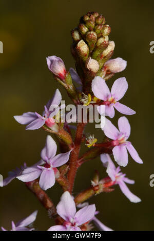 Grass Trigger Plant. Stock Photo