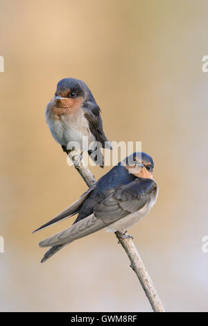 Welcome Swallow pair perched. Stock Photo