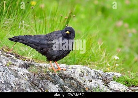 Alpine chough Stock Photo