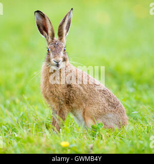 A brown hare in a Summer meadow Stock Photo