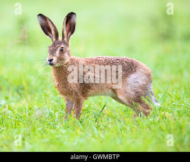 A brown hare in a Summer meadow Stock Photo