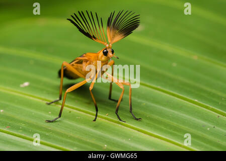 An adult Phengodid beetle displaying its impressive antennae in the Peruvian jungle. Stock Photo