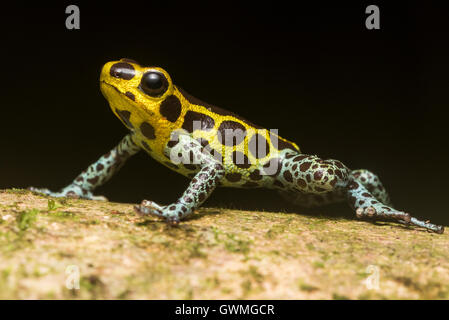 A male mimic poison frog (Ranitomeya imitator) perched on a branch. Stock Photo