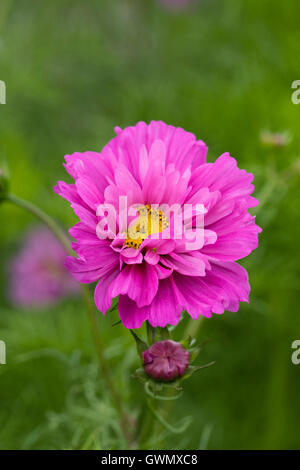 Cosmos bipinnatus 'Psyche' mixed. Stock Photo