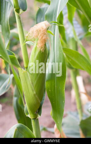 Zea mays. Developing cobs in the vegetable garden. Stock Photo