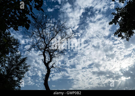 beautiful scene of sun beams coming out from clouds. Stock Photo