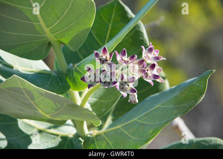 Plant Cabo Rojo National Wildlife Refuge, Stock Photo