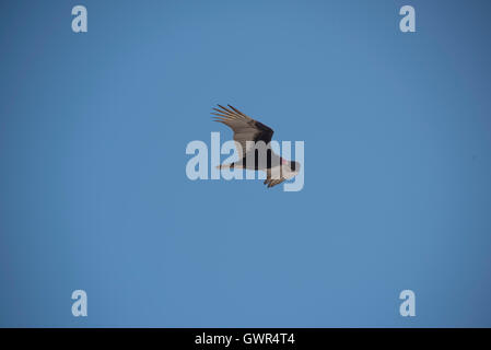 Turkey Vulture, Cabo Rojo National Wildlife Refuge,Puerto Rico Stock Photo