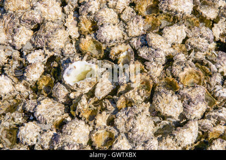 Closeup of the dense textured shell covering on the tide pools at Blue Holes Beach on the coral coast of Western Australia. Stock Photo