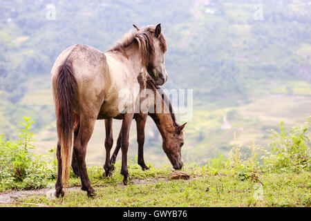 Horse at Lao cai province, North Vietnam Stock Photo