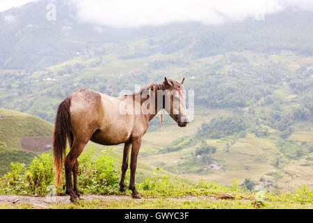 Horse at Lao cai province, North Vietnam Stock Photo