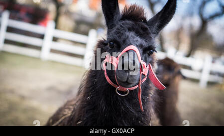 Cute black alpaca looking into camera Stock Photo