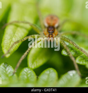 Raft Spider (Dolomedes fimbriatus) juvenile female on bracken leaves Stock Photo