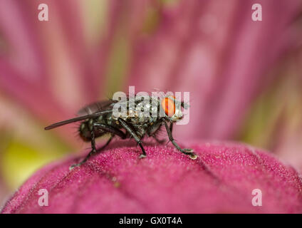 Flesh fly on Acanthus flower Stock Photo