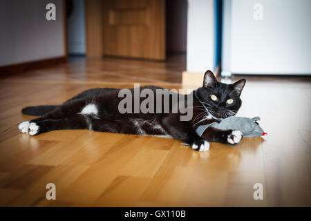Cat playing with mouse-toy Stock Photo
