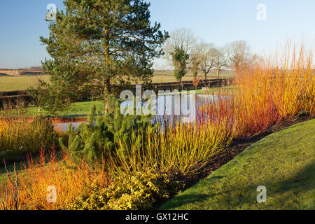 Pond and Winter Garden. Brightwater Gardens, Saxby, Lincolnshire, UK. Winter, February 2016. Stock Photo