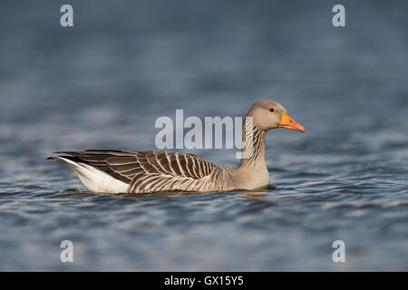 Greylag Goose / Graugans ( Anser anser ), one adult, swims close by, on blue waters, detailed side view, looks nicely. Stock Photo