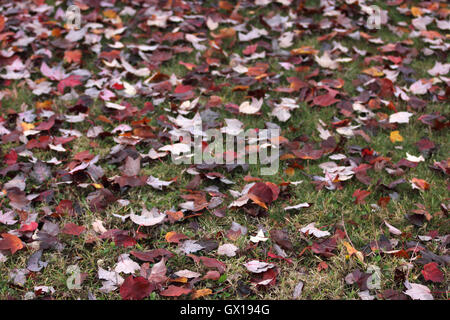 red, yellow, orange, brown colored leaves on grass, autumn Stock Photo