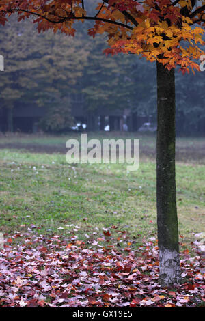 colored leaves under a tree in autumn Stock Photo