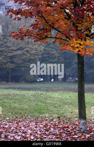 colored leaves under a tree in autumn Stock Photo