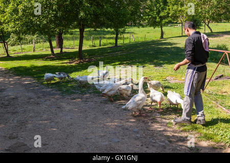 farm hand feeding a gaggle of white geese Stock Photo