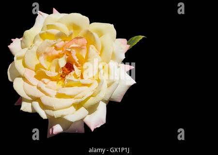 Yellow rose isolated on black Stock Photo