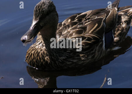 Duck in beaver Lake Stanley park, Vancouver Stock Photo