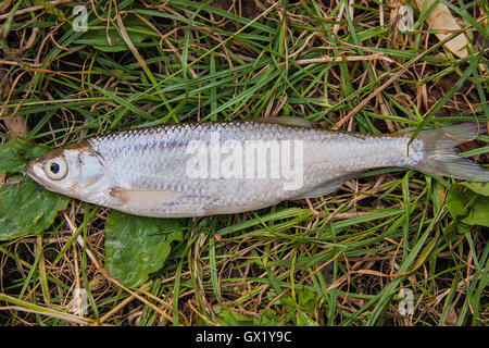 Freshwater fish just taken from the water. Bleak fish on natural background. Catching fish - common bleak. Stock Photo