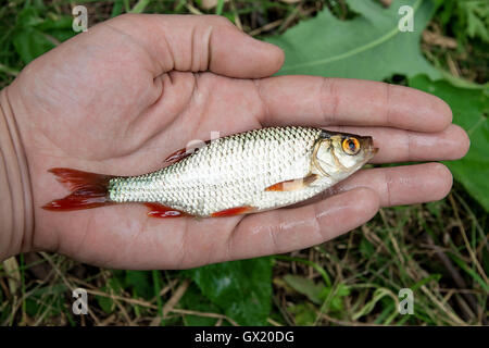 Freshwater fish just taken from the water. Single common rudd fish in hand. Stock Photo