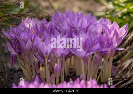 Purple autumn crocuses Colchicum speciosum Stock Photo
