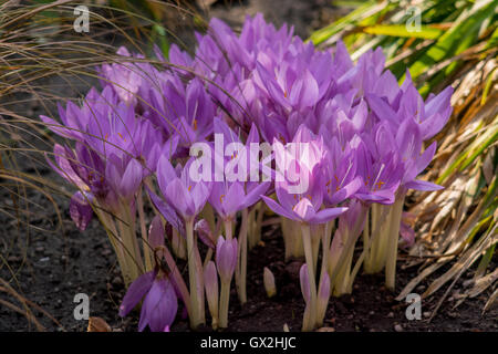 Purple autumn crocuses Colchicum speciosum Stock Photo