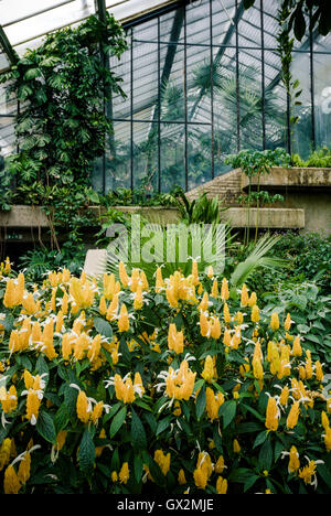 Tropical plants greenhouse in Kew Gardens Stock Photo