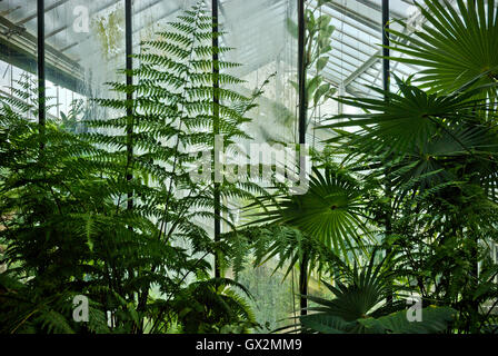 Tropical plants greenhouse in Kew Gardens Stock Photo