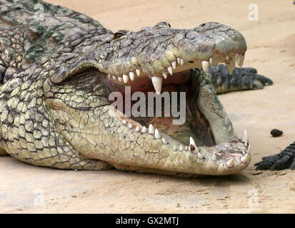 African Nile crocodile (Crocodylus niloticus) basking in the sun, mouth wide open Stock Photo