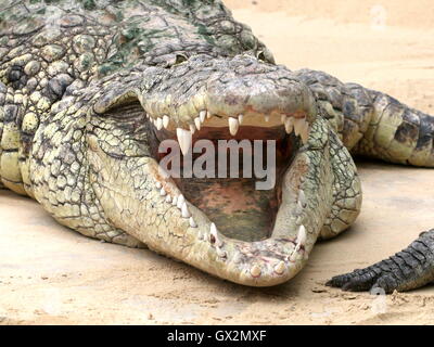 African Nile crocodile (Crocodylus niloticus) basking in the sun, mouth wide open Stock Photo