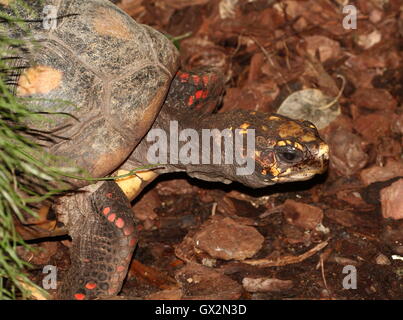 South American Red footed tortoise (Chelonoidis carbonaria) Stock Photo
