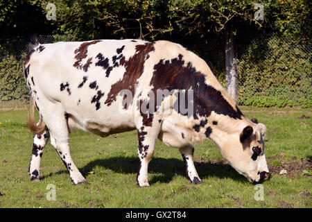 Closeup of spotted cow grazing in the french Normandy region Stock Photo