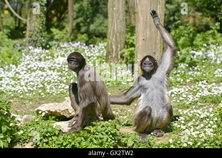 Two variegated spider monkeys (Ateles hybridus marimonda) sitting on grass with daisy flowers Stock Photo