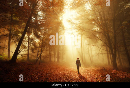 Male hiker walking into the bright gold rays of light in the autumn forest, landscape shot with amazing dramatic lighting mood Stock Photo